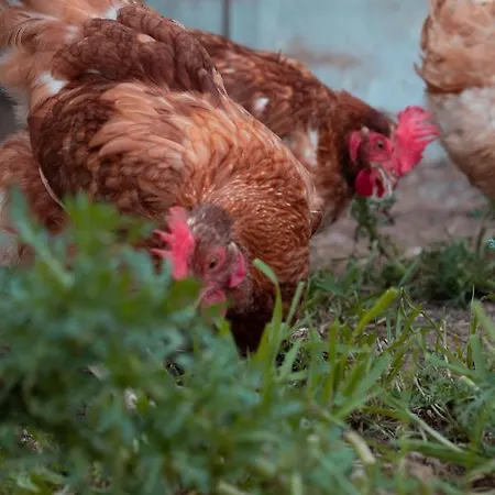 Gospodarstwo wiejskie Son Rosas Ciutadella (Menorca)