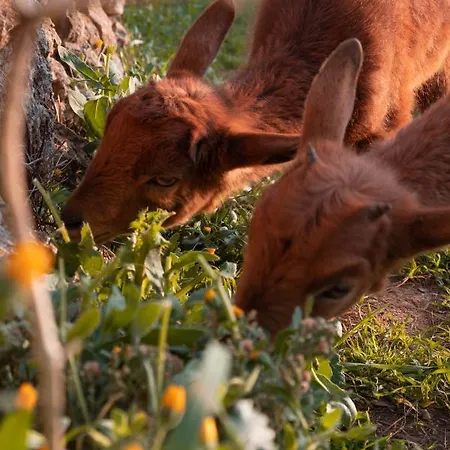 Casa de Campo Son Rosas *