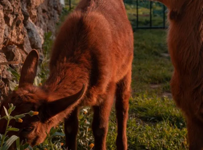 Son Rosas * Ciutadella (Menorca)