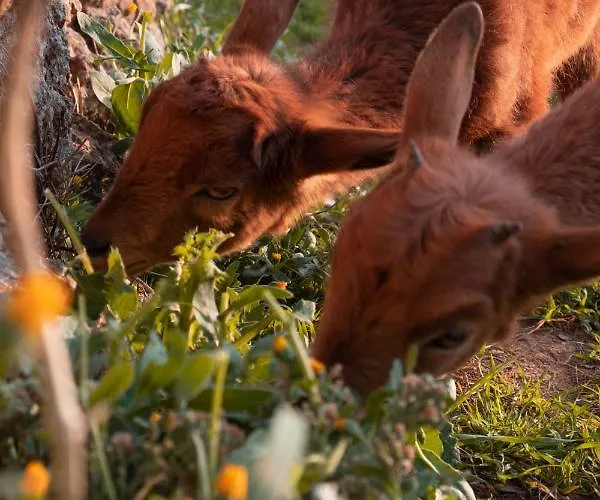 Venkovský dům Son Rosas *