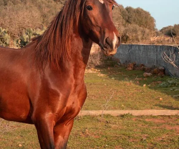 Son Rosas * Ciutadella (Menorca)