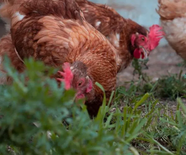 בית כפרי Son Rosas סיוטאדלה