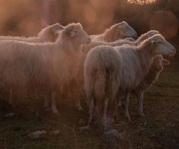 Son Rosas * סיוטאדלה